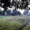 A Field at Ghughsi Khas in Tikamgarh